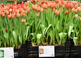 Tulipa Charade ® (1)